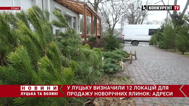 Свято наближається: де у Луцьку можна буде купити ялинку (карта, відео)