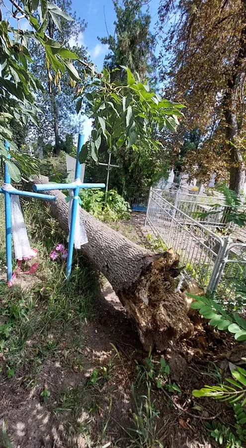 Зруйновані надгробки: у Володимирі сильний вітер повалив дерево на кладовиші (фото)