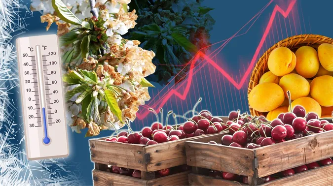 Без черешні, малини та яблук: що ще знищили весняні заморозки