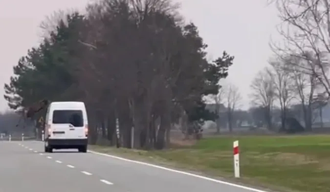 Вискочив перед бусом: волинянин у Польщі ледь не збив оленя (відео)