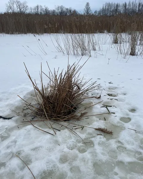 Ріжуть кригу бензопилою: що коїться у Шацькому парку на Волині (фото)