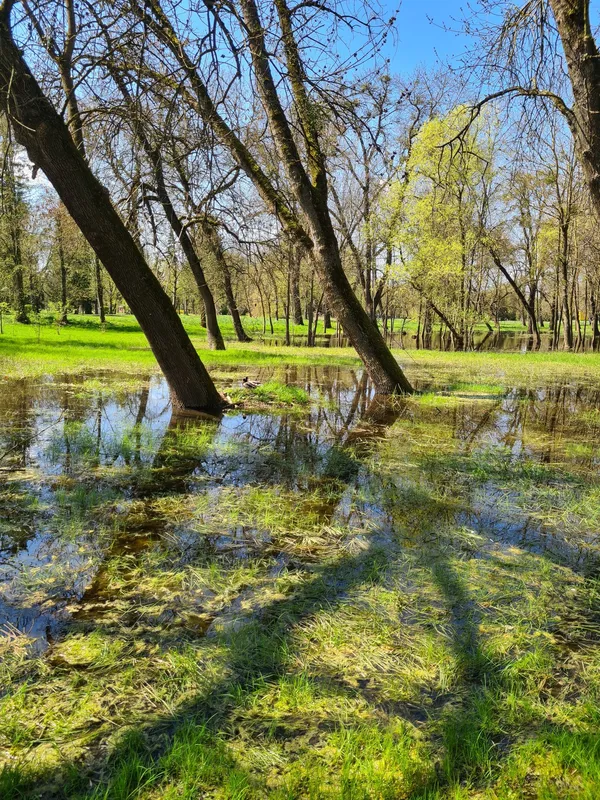 Весняний Луцьк: показали фото заквітчаного міста