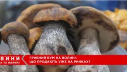 На ринку в Луцьку – грибний ажіотаж: які продають гриби і скільки коштує кілограм (відео)
