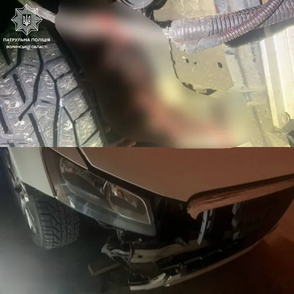 На «Варшавці» авто збило лосицю – тварина загинула (фото)