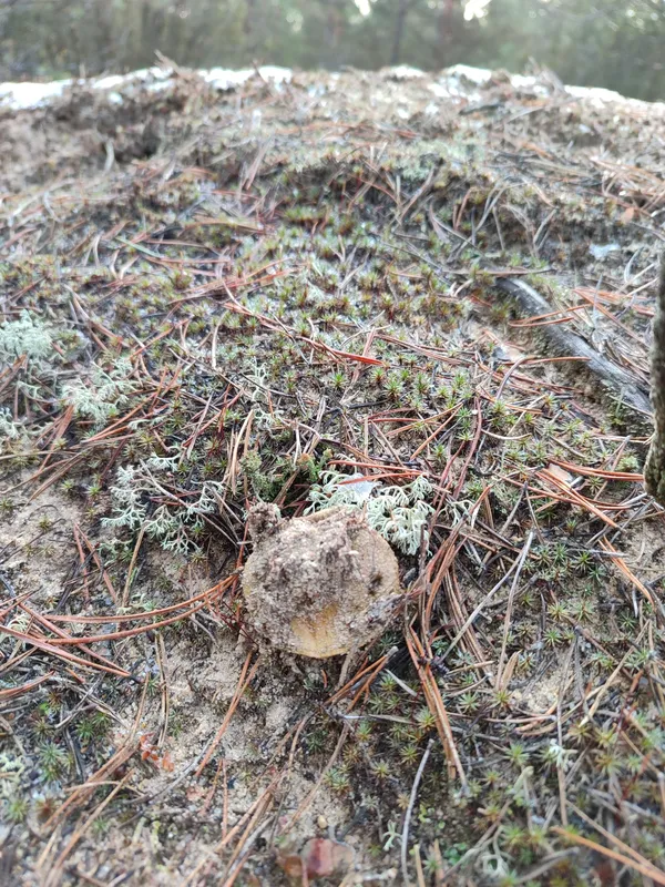 У перший день нового року на Волині збирали гриби (фото)