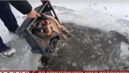 На Волині у водосховище запустили понад дві тонни коропів, амурів і товстолобів (відео)