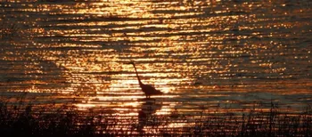 Тиша, вода і години у засідці: на Волині помітили цікавого птаха