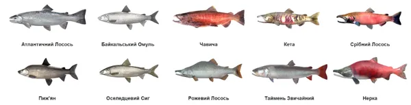 Що нам продають у супермаркетах під назвою «лосось»