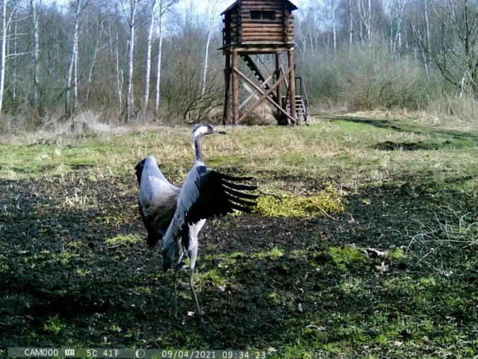 Камери «спіймали» у волинському лісі оленів, кабанів та червонокнижних журавлів (фото, відео)