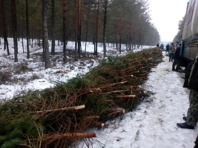 На Волині затримали фуру з нелегальними ялинками