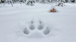 У лісах неподалік Луцька розплодився хижак (фото)