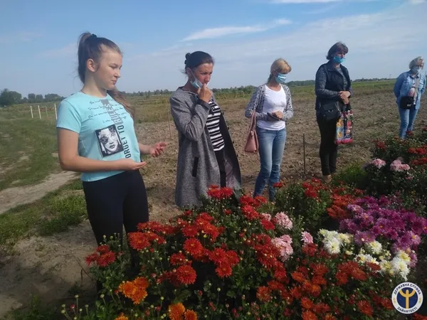 Ратнівчани створили свою «Волинську Голландію» із хризантем