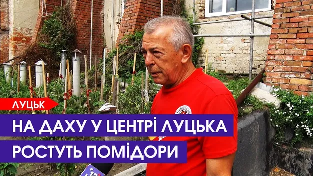Ніколи не здогадаєтесь: у центрі Луцька чоловік вирощує овочі в химерному місці (відео)