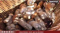 І білі, і маслюки: де на Волині є гриби і як їх правильно збирати (фото, відео)