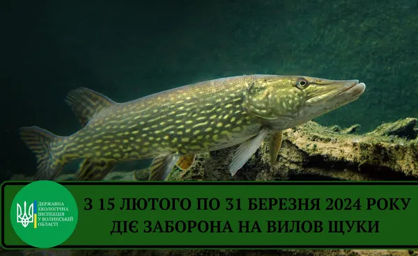 На Волині заборонять ловити щуку