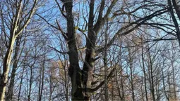 Дуже тісна дружба: у волинському лісі знайшли спаровані дерева (фото)