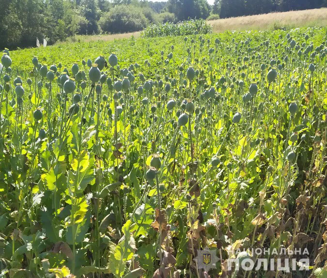 Майже 2000 рослин: на Ковельщині ліквідували дві плантації маку (фото)