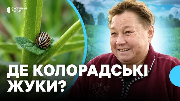 На Волині зник колорадський жук, а картоплю&nbsp;радять садити вже в березні (відео)