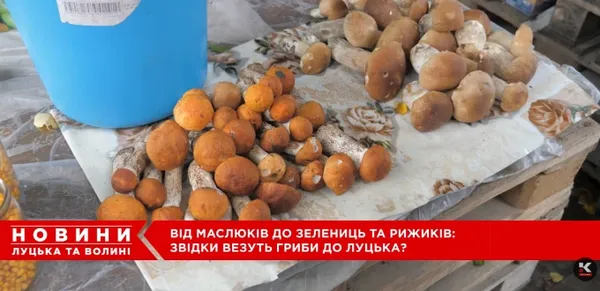 Від білих і красноголовців до зелениць і рижиків: на луцькому ринку – грибний ажіотаж (відео)