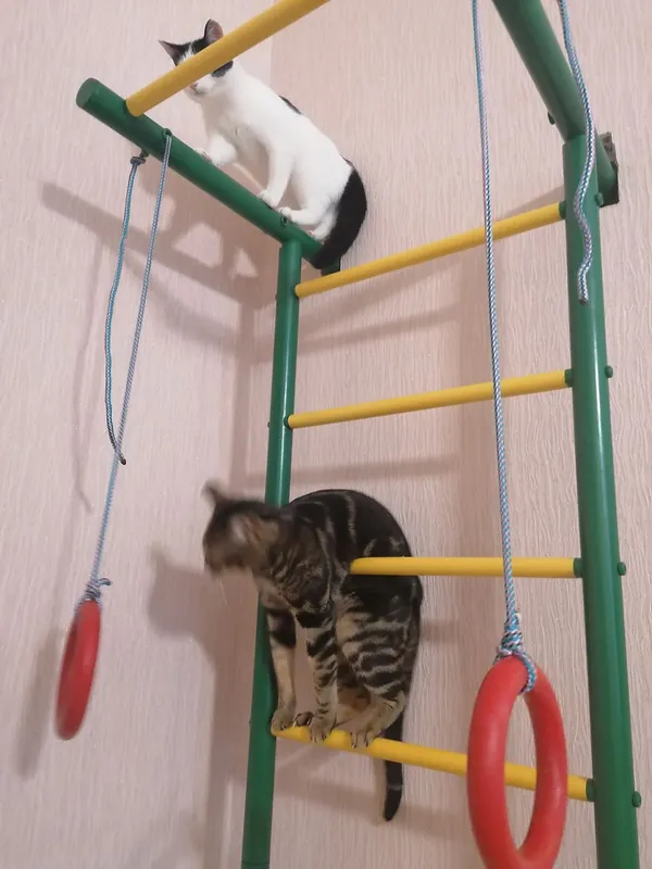 Затишок у домі чи коти