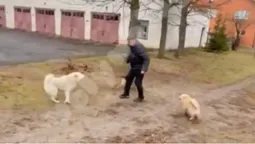 На Волині на чоловіка накинулася зграя безпритульних псів (відео)