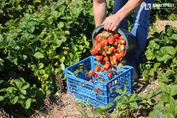 Червона та смачна: як у селі під Луцьком росте полуниця (фото)