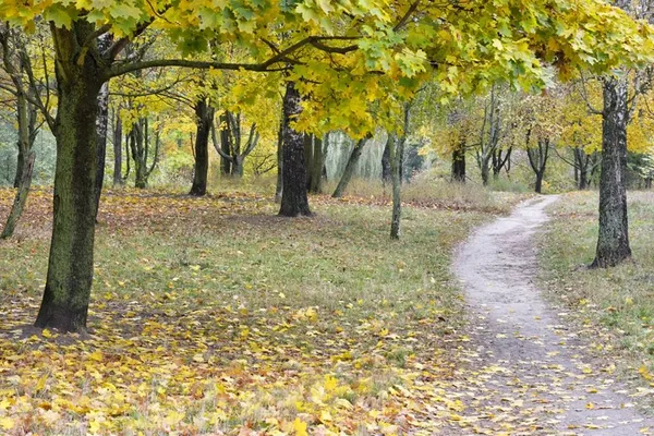 Луцький фотограф показав фантастичну «золоту» осінь (фото)