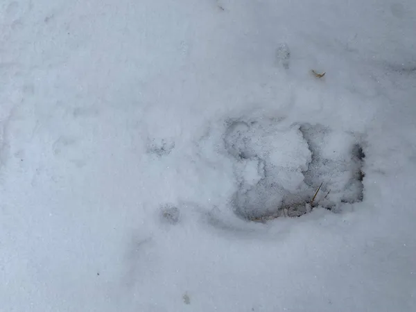 Хижаків побільшало: які тварини водяться у Шацькому нацпарку (фото)