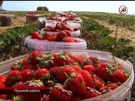 100 тонн полуниці в день: на Волині розвивають полуничний бізнес (відео)
