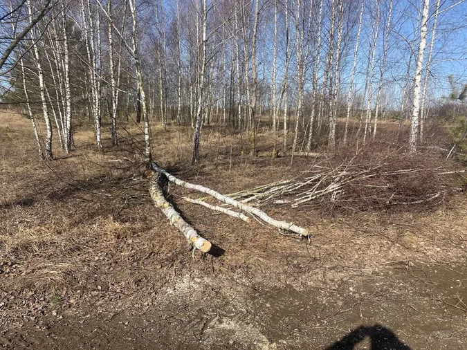 На Волині незаконно зрубали 7 дерев