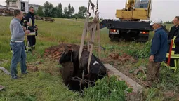 Дістали з дерева собаку, а з канави – корову: на Волині рятували тварин (фото)