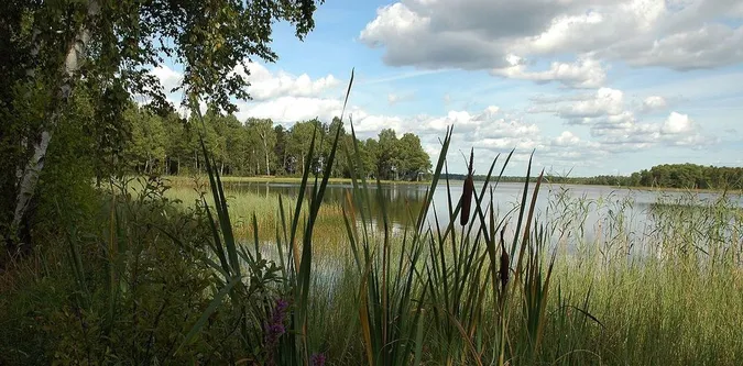 За 150 км від Луцька причаїлось незаймане озеро Шині з прозорою водою та всілякою рибою (фото)