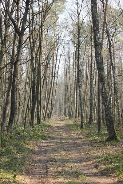 У Цуманській пущі зафіксували рідкісних птахів (фото)