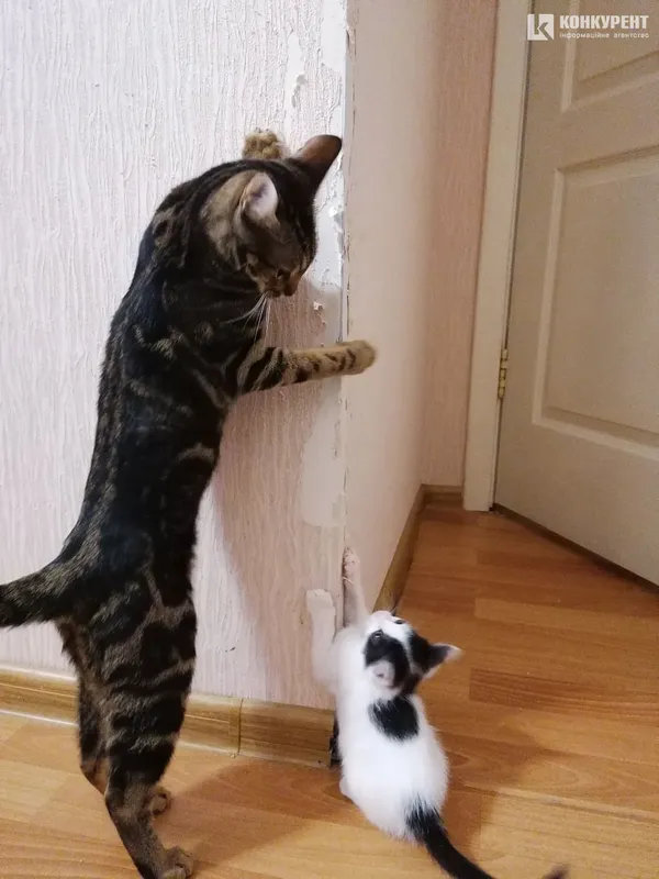 Затишок у домі чи коти
