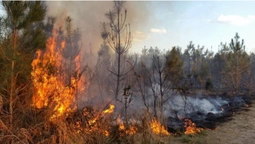 На ліси Сумщини з дронів скидають бляшанки із запальною сумішшю (фото)