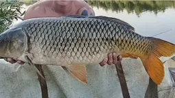 На Рівненщині рибалка витягнув з водойми гігантського коропа (фото)