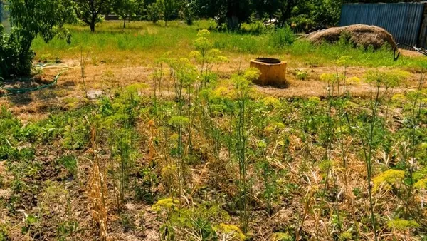 «Все посохло»: на дачному масиві біля Луцька люди уже пів місяця не мають води (фото, відео)