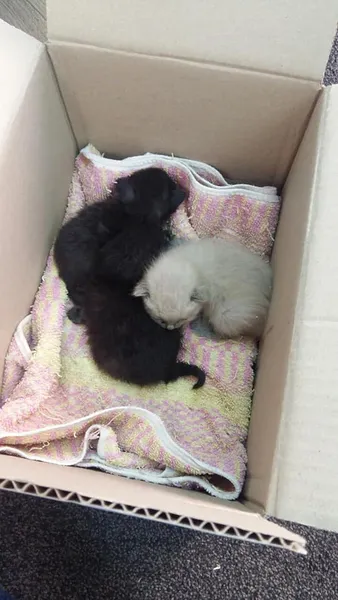Правда життя по-луцьки: трійко кошенят викинули в смітник (фото)