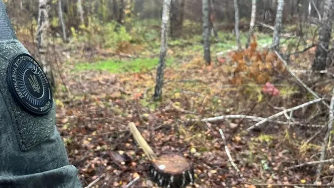 На Волині виявили незаконну вирубку у заказнику: збитки – понад 385 тисяч гривень