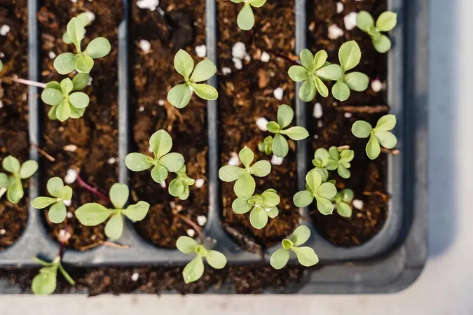 🌱Що треба посадити на городі до Великодня