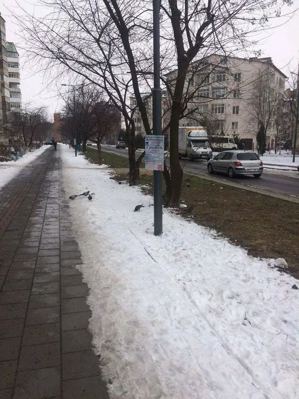 У Луцьку на стовпах рекламують сурогатне материнство (фото)