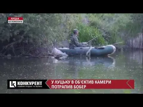 В об’єктив камери у Луцьку потрапив бобер (ВІДЕО)
