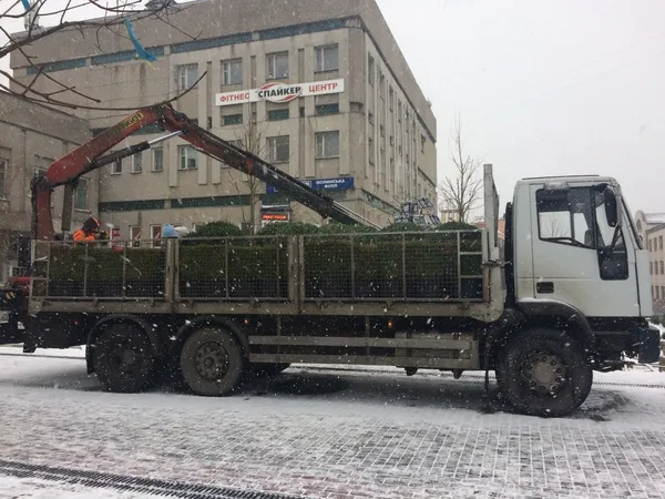 На Лесі України в Луцьку почали висаджувати кущі (фото)