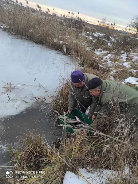 Коропи, товстолоби, амури: на Ковельщині до водосховища випустили 2,5 тонни риби (фото)
