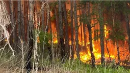 На Харківщині горять майже 4 тисячі гектарів лісу (фото)