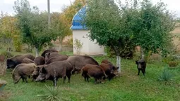 На подвір’ї волинянки серед білого дня господарювали дикі кабани із поросятами (фото)