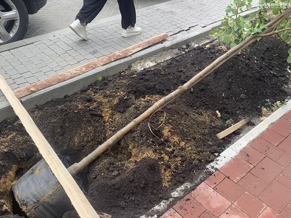 На проспекті Волі у Луцьку почали висаджувати дерева (фото)