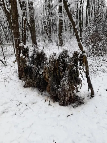 Сіно, віники, картопля, солонці: у нацпарку на Волині підгодовують диких тварин (фото)