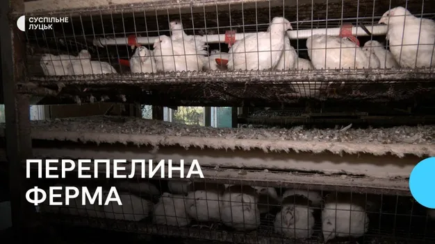 Частину продукції передає госпіталю у Луцьку: волинянка створила перепелину ферму (фото)