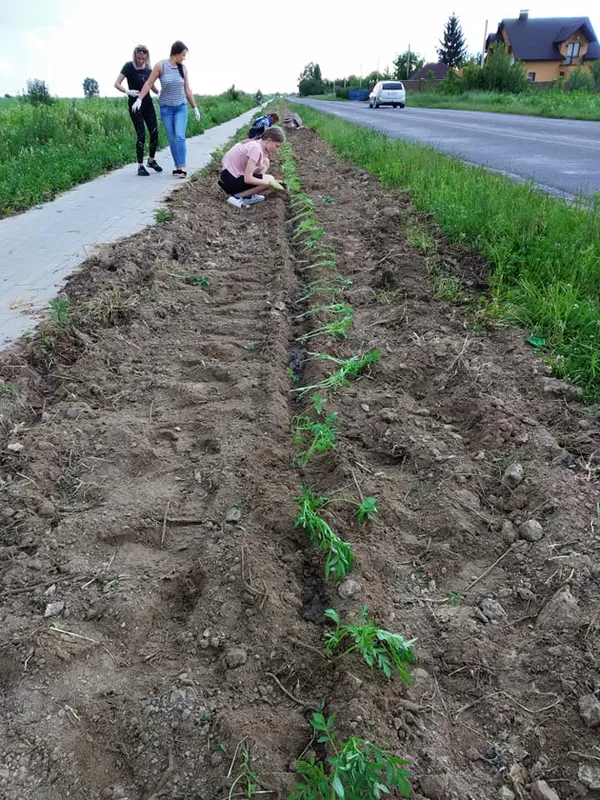 «Квітучий прапор України» збільшився на 2 км і простягнувся вздовж дороги Луцьк-Жидичин